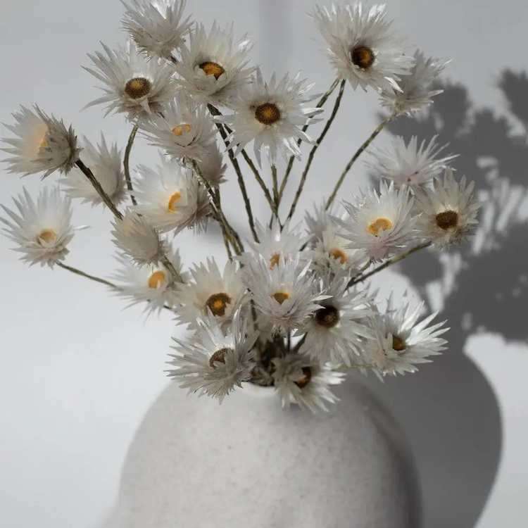 Dried Floral Bundle - Daisy Petals