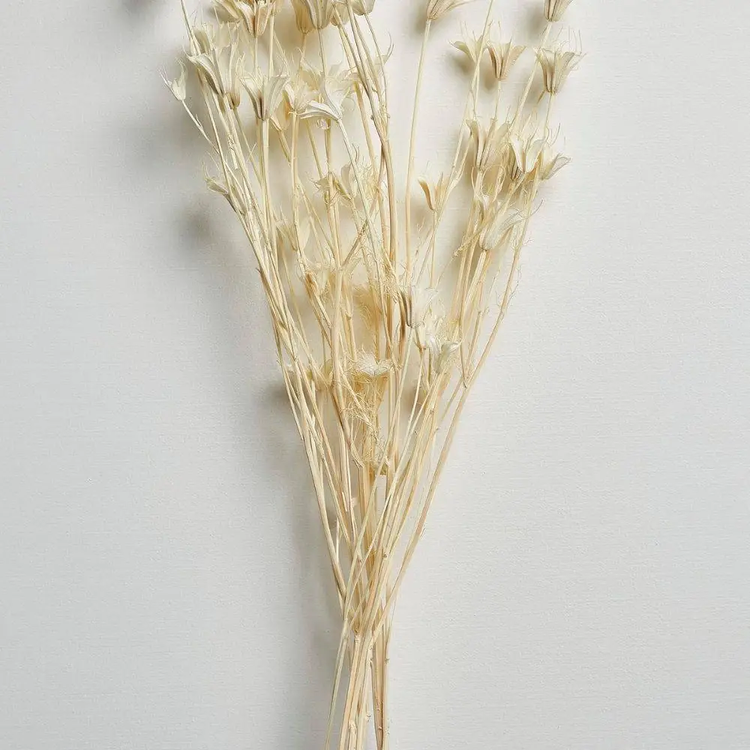 Dried Floral Bundle - Nigella Orientalis