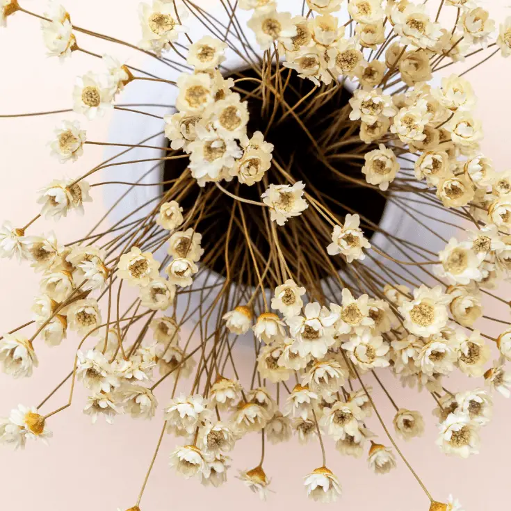 Dried Floral Bundle - Mini Star Flowers
